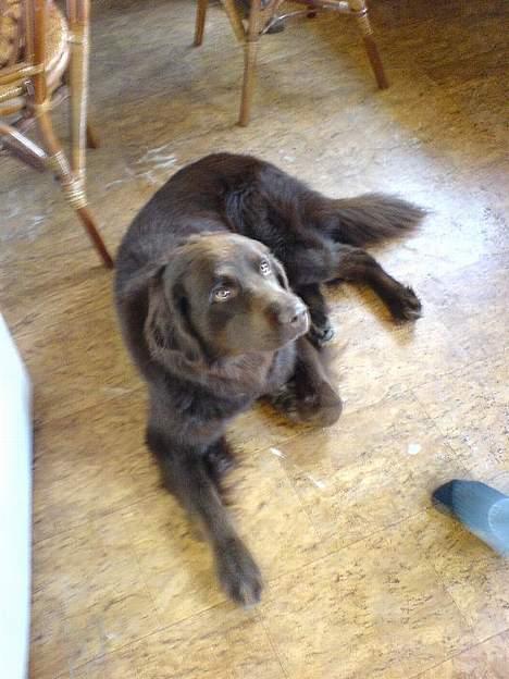 Blanding af racer Boss billede 1