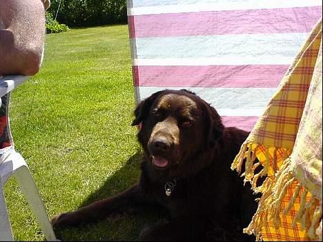 Blanding af racer Boss - Boss slikker sol billede 2