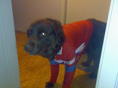 Blanding af racer Boss - De mente åbenbart han skulle have tøj på men det var han nu ikke så glad for billede 3