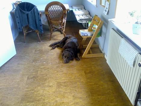 Blanding af racer Boss billede 4