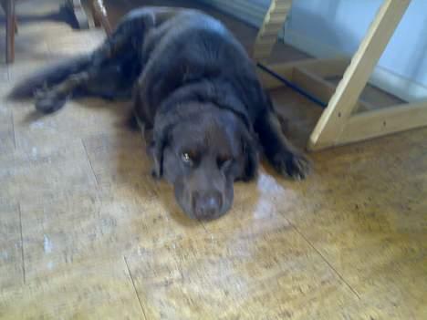 Blanding af racer Boss billede 5