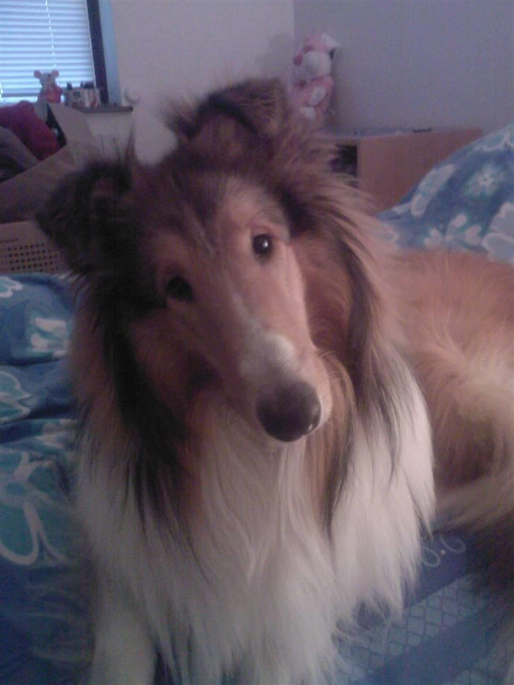 Collie langhåret Chano billede 7