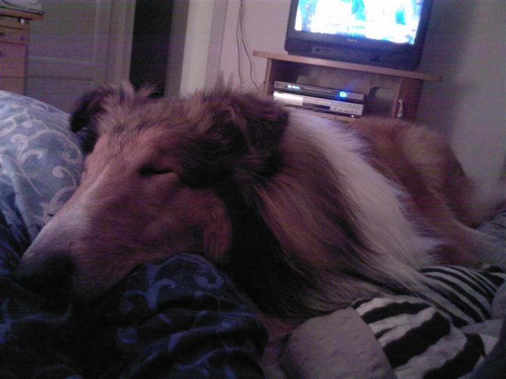 Collie langhåret Chano billede 8