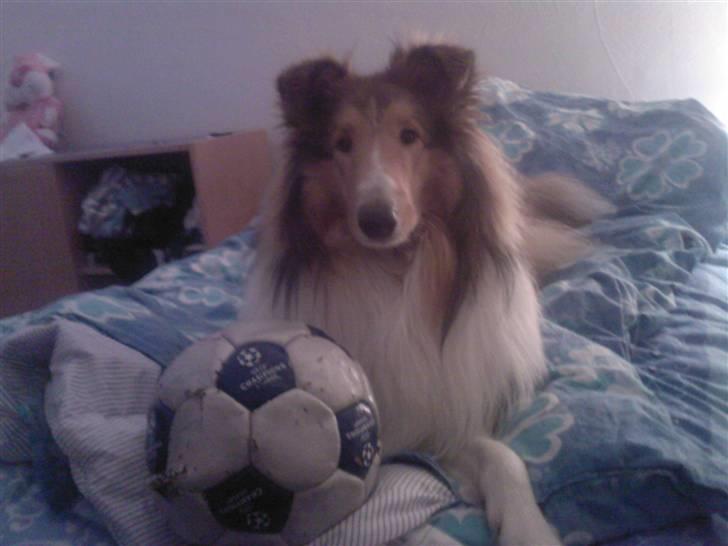 Collie langhåret Chano billede 9