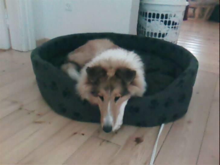 Collie langhåret Chano billede 10