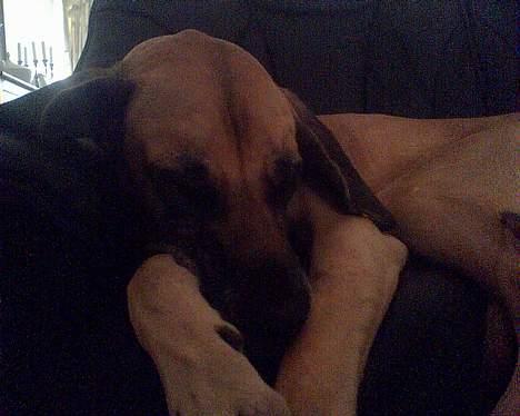 Grand danois Chili R.I.P - En lille morfar på sofaen billede 7