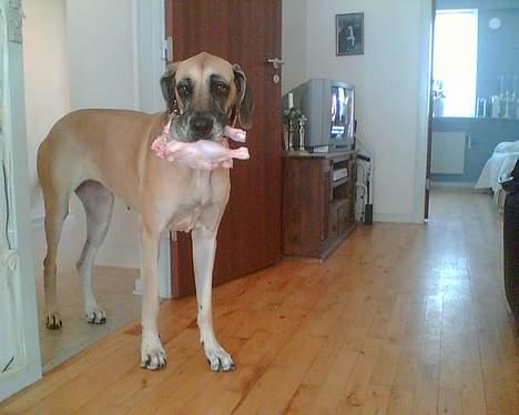 Grand danois Chili R.I.P - En glad barf hund.. kylling dejligt dejligt. billede 8