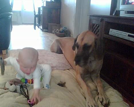 Grand danois Chili R.I.P - Chili og Zenia billede 9