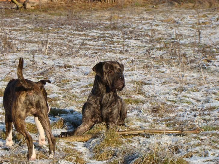 Blanding af racer Nala - Smuk, smukkere, Nala 29/1-11 billede 1