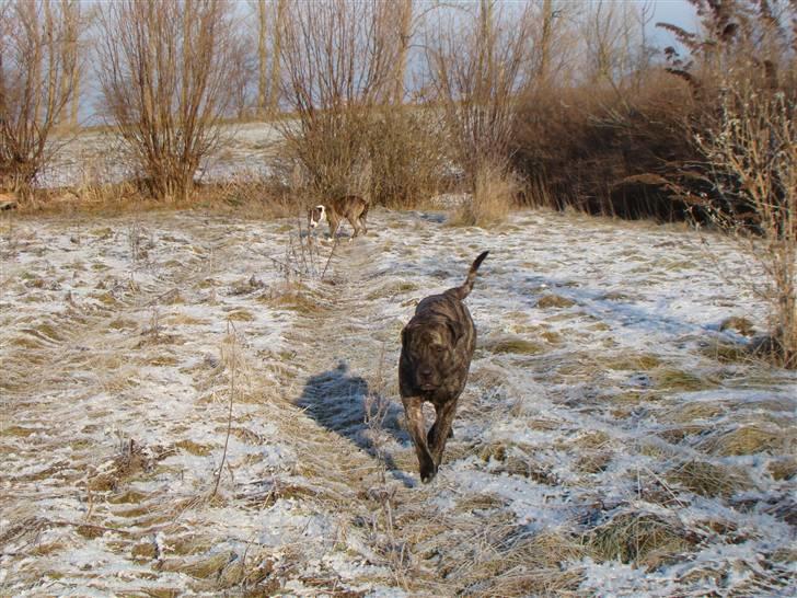 Blanding af racer Nala - smukke nala d.29/1-11 billede 2