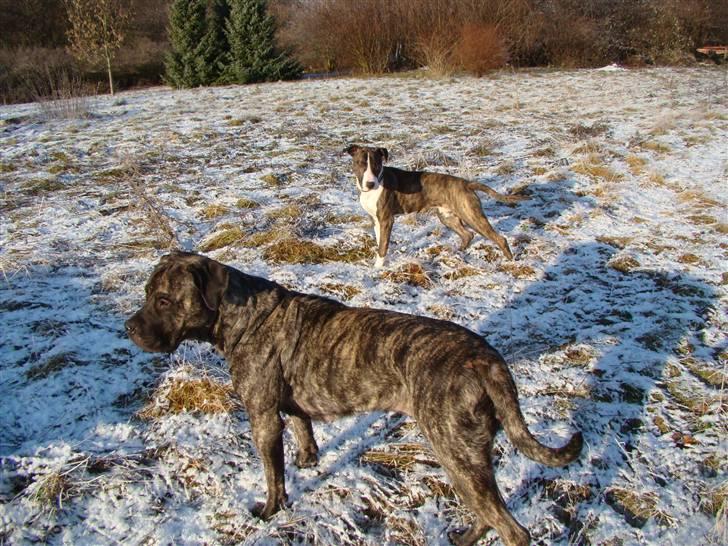 Blanding af racer Nala - d.29/1-11 billede 3