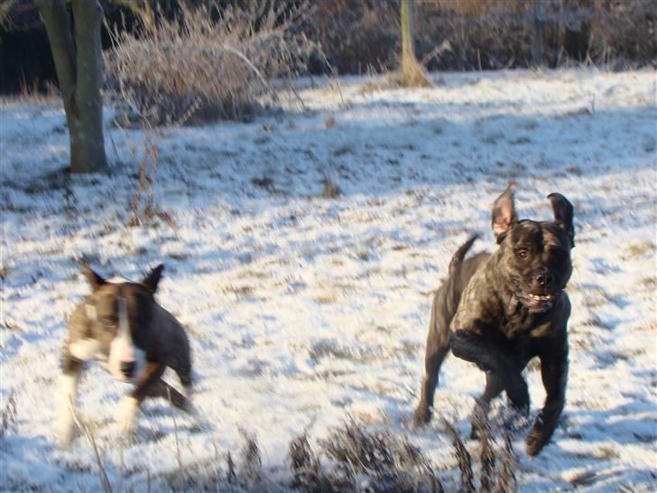 Blanding af racer Nala - Fuld fart over feltet D.29/1-11 billede 4