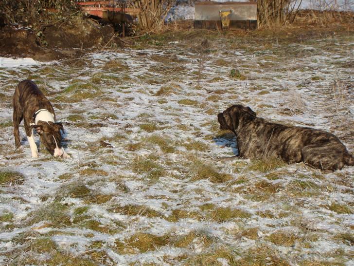 Blanding af racer Nala - d.29/1-11 billede 5