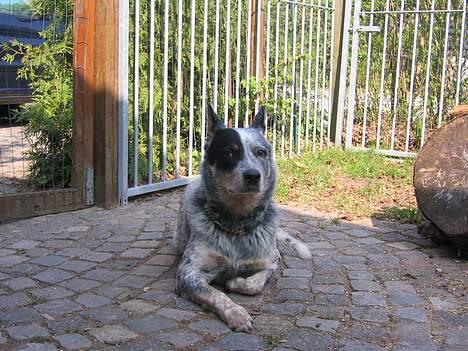 Australsk cattledog Pargus - Afslapning billede 1