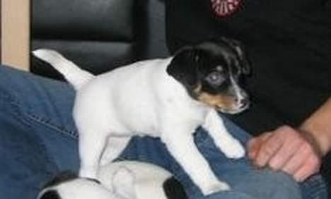 Dansk svensk gaardhund Baloo - Her er mor og far ude for at se og vælge mig.. Jeg er ikke såå stor men rigtig sød.  billede 5