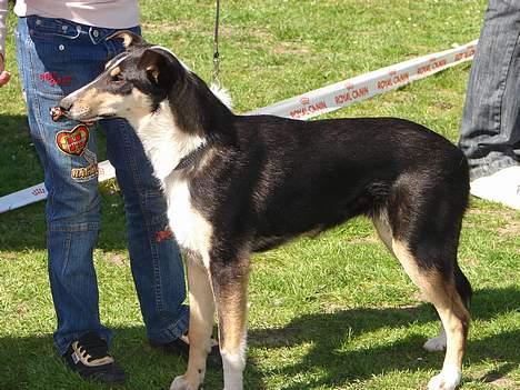 Collie korthåret Annika. I hundehimlen nu billede 10