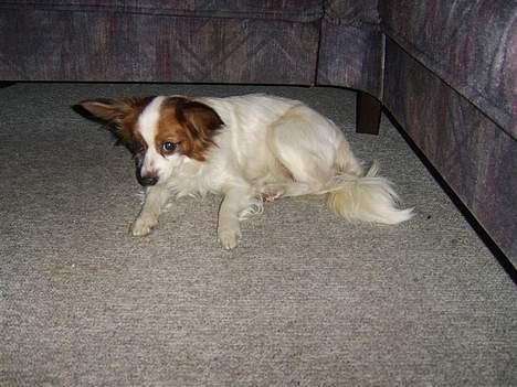 Papillon smut (rip) billede 7