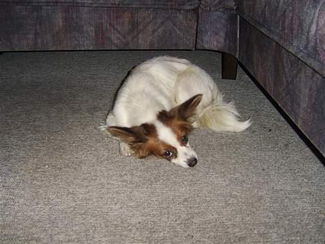 Papillon smut (rip) billede 8