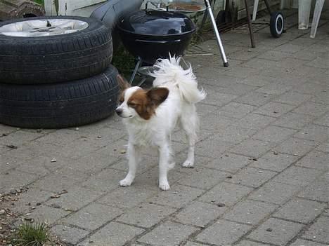 Papillon smut (rip) billede 9