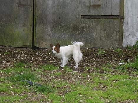 Papillon smut (rip) billede 10