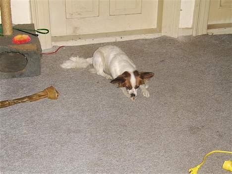 Papillon smut (rip) billede 11