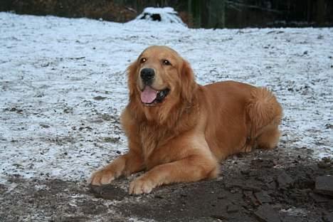 Golden retriever August billede 10