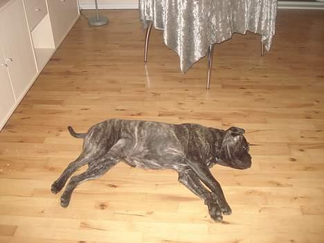 Bullmastiff Buller (DØD)7mdr 2012 billede 8