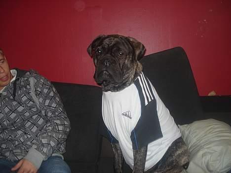 Bullmastiff Buller (DØD)7mdr 2012 - Underlige ejere jeg har.. hmm..  billede 9