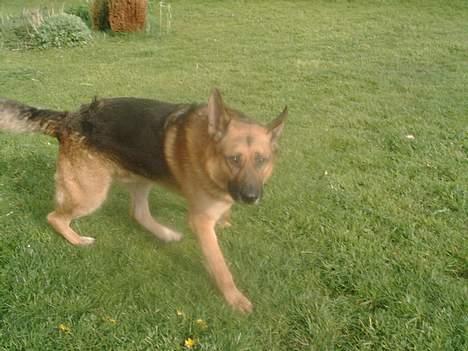 Schæferhund rex billede 6