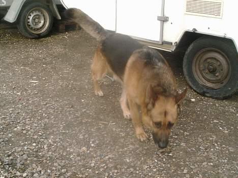 Schæferhund rex billede 7