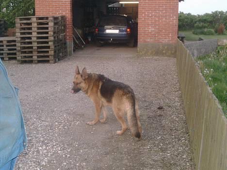 Schæferhund rex billede 8