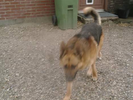 Schæferhund rex billede 9