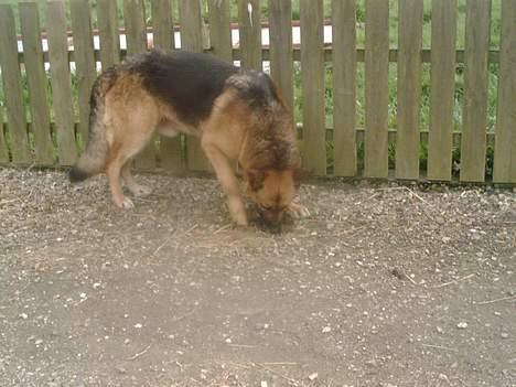 Schæferhund rex billede 10