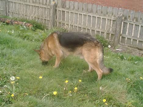 Schæferhund rex billede 11