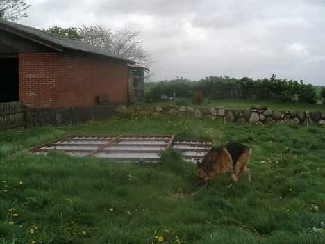 Schæferhund rex billede 12