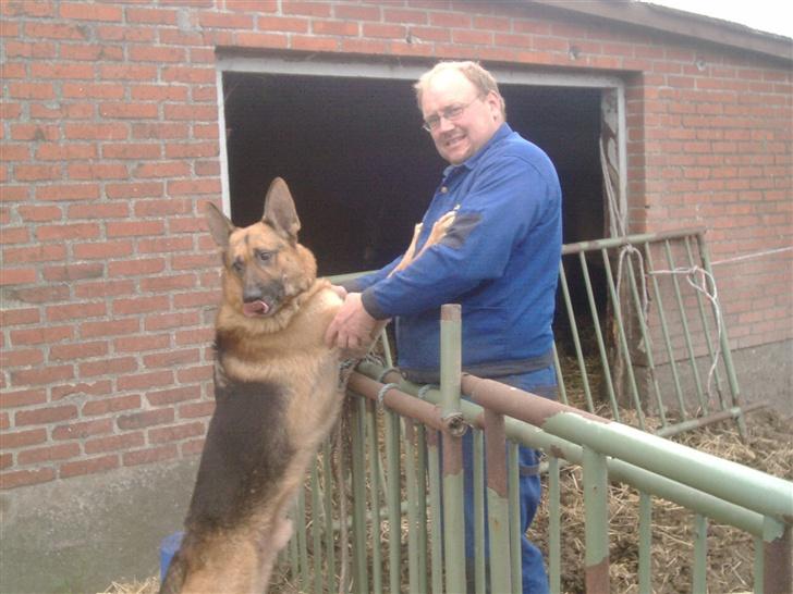 Schæferhund rex billede 13