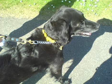 Blanding af racer Locky <3 r.i.p :'( - F o r d i  d u  e r  h u n d e n  i  m i t  l i v  ! billede 3