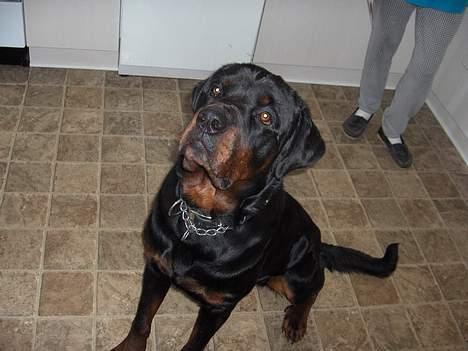 Rottweiler tyson død  billede 5