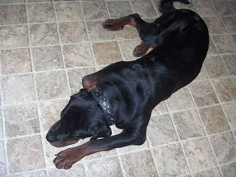 Rottweiler tyson død  billede 6