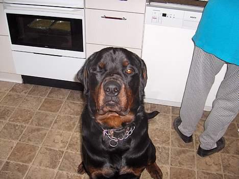 Rottweiler tyson død  billede 7