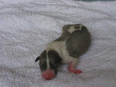 Whippet Newkins Matrix - Matrix . Født 25 april 2007 billede 1