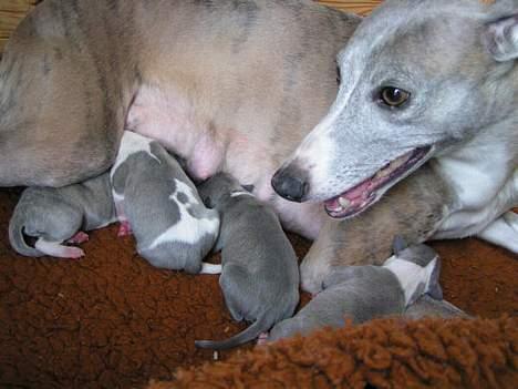 Whippet Newkins Matrix - Mor og hvalpe billede 2