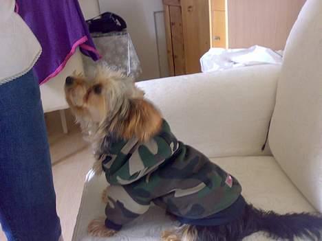 Yorkshire terrier Mr.King billede 1