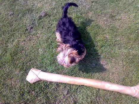 Yorkshire terrier Mr.King billede 2