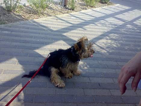 Yorkshire terrier Mr.King billede 3