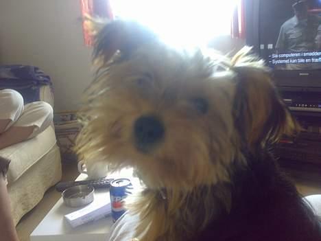 Yorkshire terrier Mr.King billede 4
