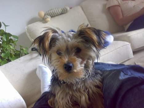 Yorkshire terrier Mr.King billede 5