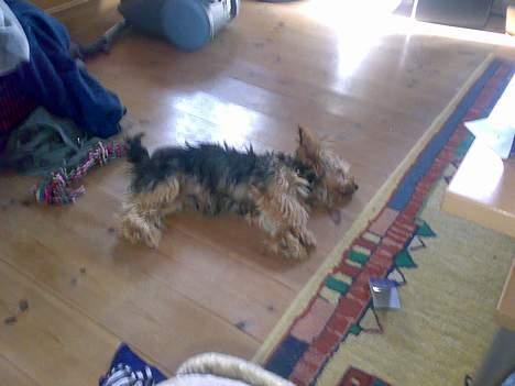 Yorkshire terrier Mr.King billede 7