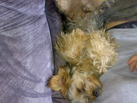 Yorkshire terrier Mr.King billede 8