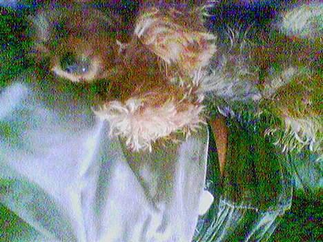 Yorkshire terrier Mr.King billede 9